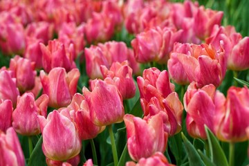 Red Tulip in the garden