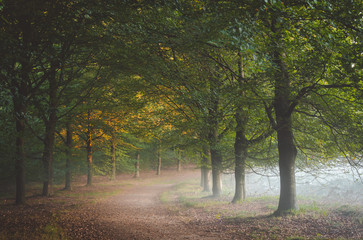 Morning mist creeping in under the foliage on to path at the Amerongse Bos with autumn leaves catching the first sunlight of the day