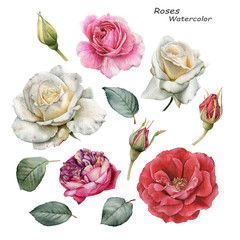 Flowers set of watercolor white, pink, red roses and leaves