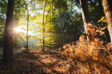 Foto op Aluminium Zonlicht dat door het bos valt, verlicht oranje takken op de voorgrond en geeft een goddelijk gevoel © Peter Nolten