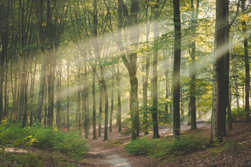 Side lit trail through Amerongse bos. Beautiful conditions on stunning morning walk
