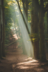 Sunshine coming through forest canopy to light up the base of a tree in the Amerongse Bos