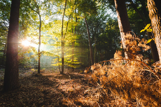 Sunlight coming through forest lighting up orange branches in foreground giving a devine feeling