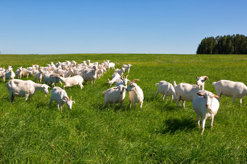 Herd of goats grazing on green grass