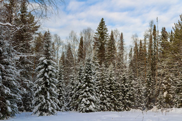 pine forest in winter