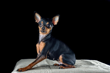Portrait of a small domestic dog toy terrier in a photo studio on a dark background.