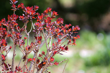 Red Spring Flowers