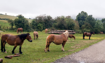 Horses in the fields of the Basque Country