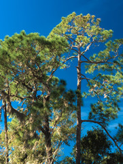 HDR Long needle pine against a vivid blue sky 1