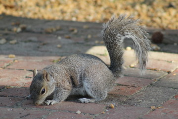 Squirrel eating a nut