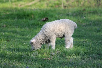 Lamb on the grass