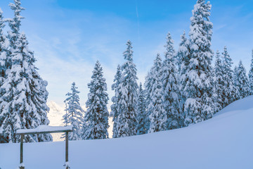 Obraz premium View of winter landscape with snow covered trees and Alps in Seefeld in the Austrian state of Tyrol. Winter in Austria