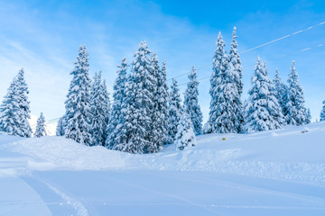 View of winter landscape with snow covered trees in Seefeld in the Austrian state of Tyrol. Winter in Austria
