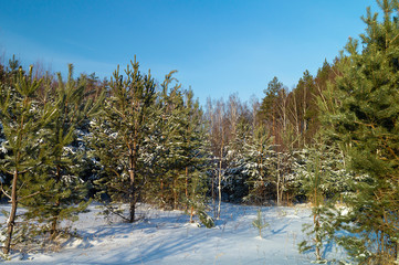 Fototapeta na wymiar Sosnovyy wood on background blue sky
