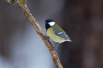 Fototapeta premium Great tit with a torn tailsits on a branch covered with lichen in a forest park on a cloudy day.