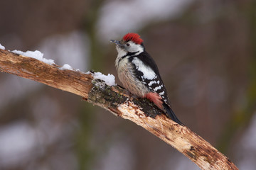 Middle spotted woodpecker with a raised tuft sits on a branch covered with lichen in a forest park on a cloudy day.