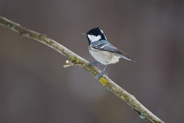 Coal tit sits on a branch covered with lichen in a forest park on a cloudy day.