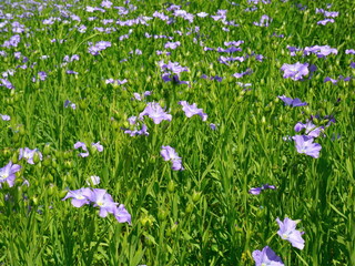Obraz na płótnie Canvas Blooming flax field