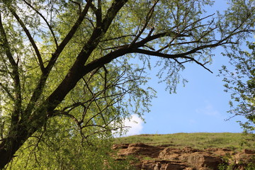 tree on the hill