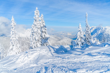 Obraz premium View of winter landscape with snow covered trees and Alps in Seefeld in the Austrian state of Tyrol. Winter in Austria