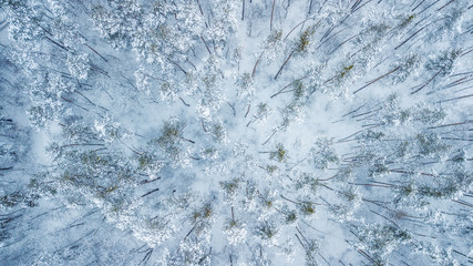 Fototapeta premium Aerial view of evergreen Christmass forest from above. drone shot. natural winter background