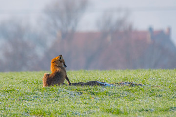 young fox at a fox cave