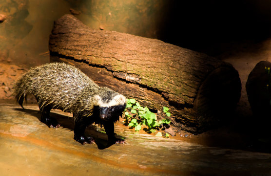 zoo city bauru