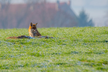 young fox at a fox cave