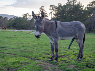 Donkey waiting for his partner