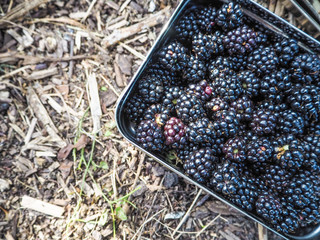 Freshly picked wild blackberries in two metal containers, Belgium
