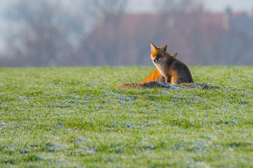 young fox couple at a fox cave