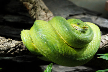 Green Snake 2