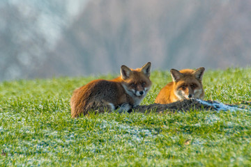 young fox couple at a fox cave