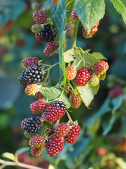 blackberry on branch