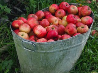 red apples in a basket