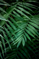 Obraz na płótnie Canvas Palm leaves