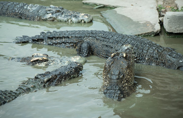 Crocodiles in the pool at Crocodile Farm in Thailand