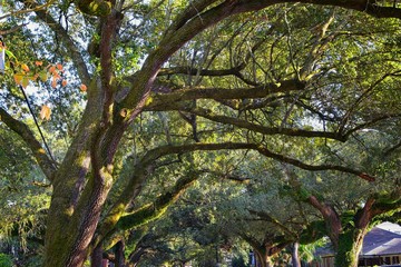 Views of trees and unique nature aspects surrounding New Orleans, including reflecting pools in...