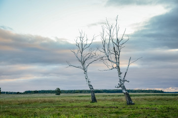 Dry, dead birches on the green field, against the cloudy sky.