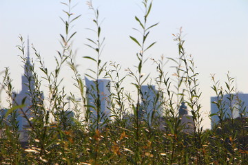 city view