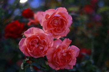 Three Pink Roses