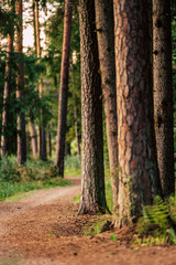 Obraz premium Tourist Hike trail in the Magical Moody Woods on Sunny Summer Day - Concept of the Harmony and Travel