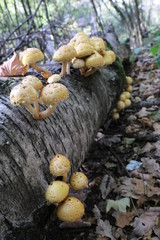 Pilze Herbst gefallener Baum Wald Birke Natur Holt Laub 