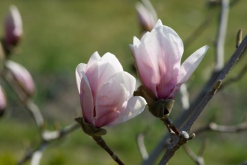 Fototapeta premium magnolie