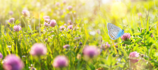Bright natural summer background. Summer landscape with  beautiful butterfly on the blooming...