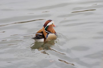 Mandarinente