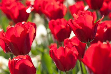bright red tulips in the summer sunny park