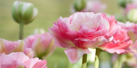 beautiful delicate fluffy pink peonies blooming in a summer field or in the garden