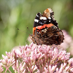 Fototapeta premium piękny jasny motley motyl zbiera pyłek na puszysty różowy kwiat