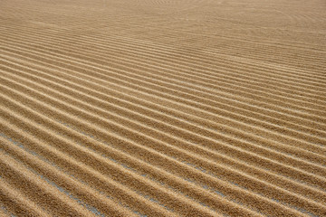 tractor flattening cracked wheat for drying